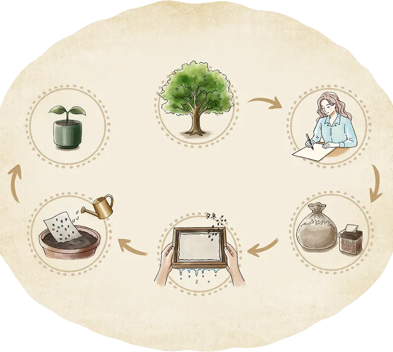 シードペーパーが土にかえるまでの図